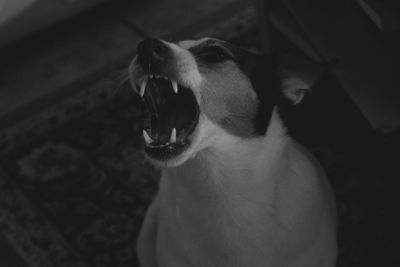 Close-up of cat yawning