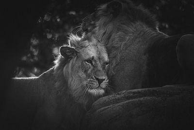 Close-up of lions snuggling