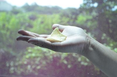 Close-up of hand holding leaf