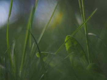 Close-up of plants growing on field