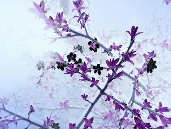 Low angle view of cherry blossoms in spring