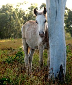 Portrait of horse standing in grass