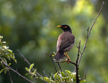 Close-up of bird perching on branch