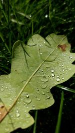 Close-up of water drops on leaf