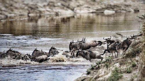 Flock of sheep running in a river