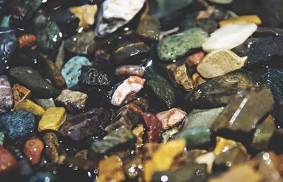 Close-up of leaves in water