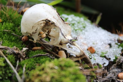 Close-up of mushrooms growing on field