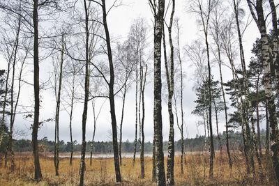 Trees on field against sky