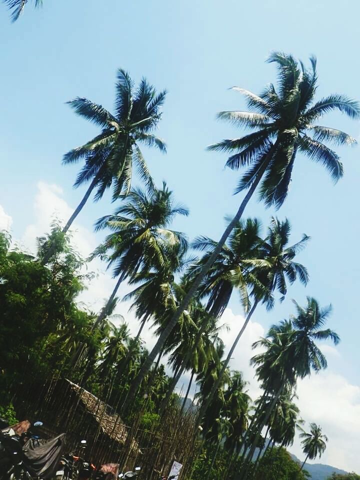 tree, palm tree, low angle view, growth, sky, coconut palm tree, branch, clear sky, nature, tree trunk, transportation, tall - high, green color, day, car, tranquility, outdoors, beauty in nature, road, no people