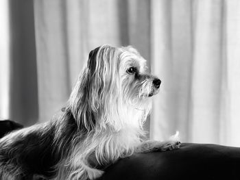 Close-up of a dog looking away