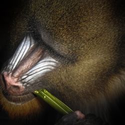 Close-up of monkey eating