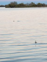 View of birds swimming in lake