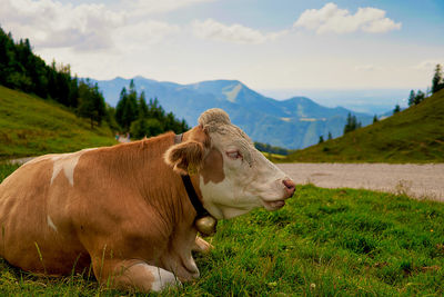 View of a sheep on field