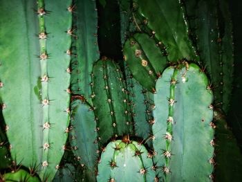 Close-up of cactuses at night