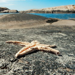 High angle view of dead star fish on rock by sea