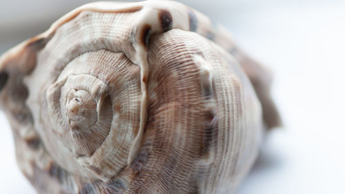 Close-up of seashell