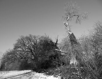 Plant on field against clear sky during winter