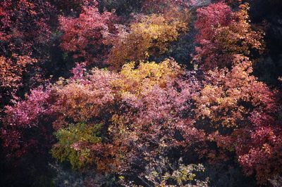 Flowers growing on tree