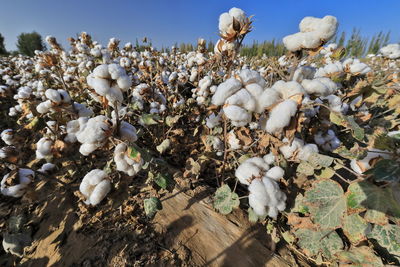 Close-up of white flowering plants on land