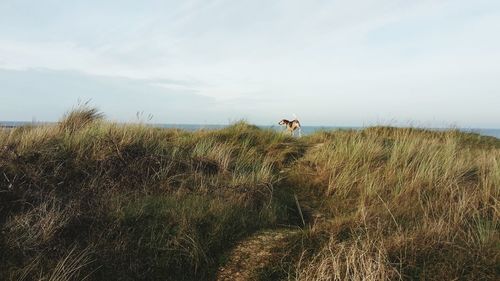 Scenic view of grassy field