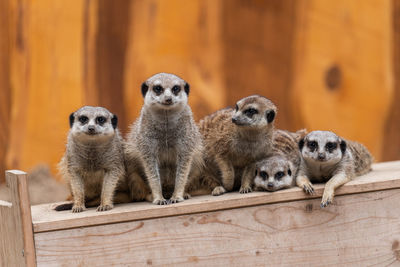 Close-up of meerkat