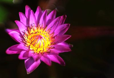 Close-up of flower blooming outdoors