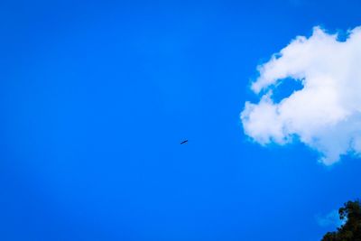 Low angle view of bird flying against blue sky