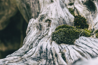 Dry gray trunk with many shapes and moss on top seen up close