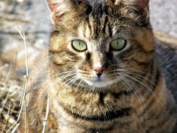 Close-up portrait of cat