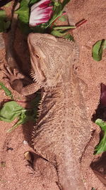 High angle view of lizard