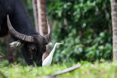 Close-up of a horse on field