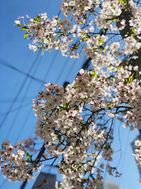 Low angle view of cherry blossoms against sky