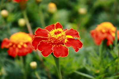 Close-up of red flower