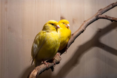 Close-up of parrot perching on branch