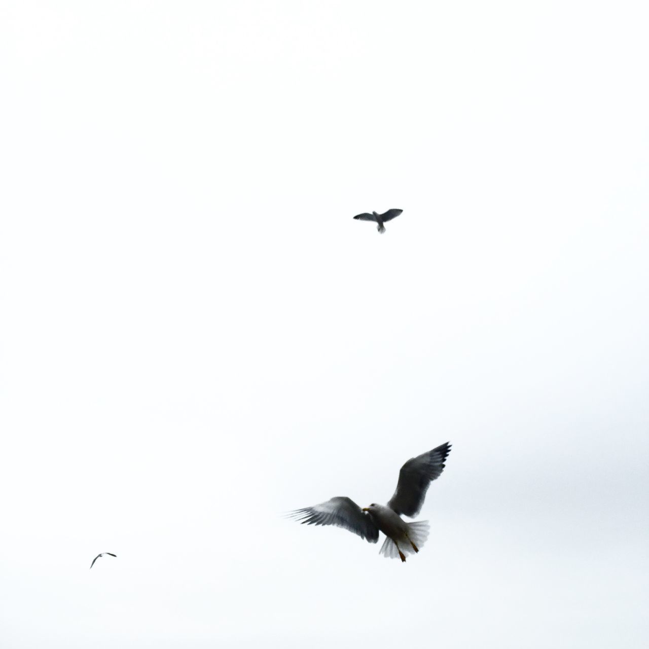 bird, animal themes, animals in the wild, flying, wildlife, spread wings, low angle view, clear sky, seagull, mid-air, one animal, copy space, zoology, nature, outdoors, sky, vertebrate, day, no people, avian