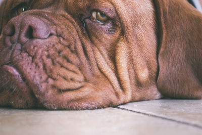 Closeup of a brown dog looking at you