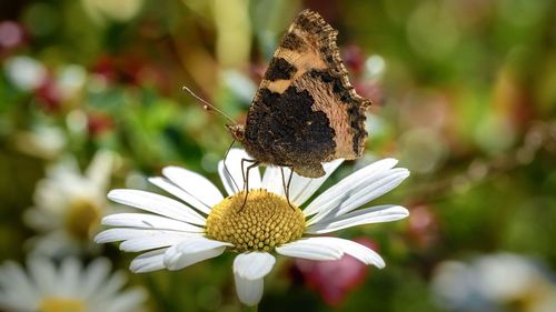 Close-up of butterfly pollinating on flower