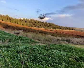 Scenic view of field against sky