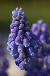 Close-up of purple flowering plant