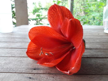 Close-up of red hibiscus on table