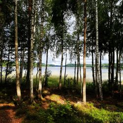 Trees in forest