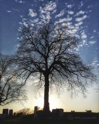 Bare trees at sunset