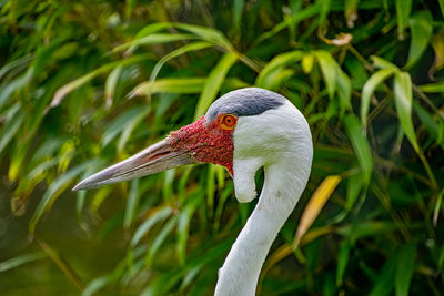 Close-up of a bird