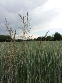 View of stalks in field against cloudy sky