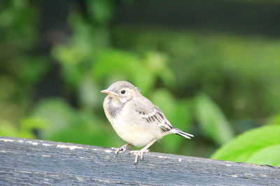 Bird perching on a railing