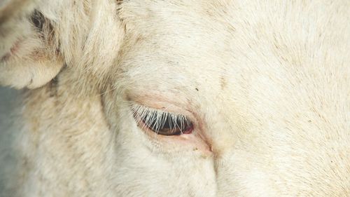 Close-up of horse eye