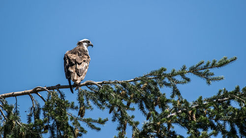 Low angle view of bird perching on branch against clear blue sky