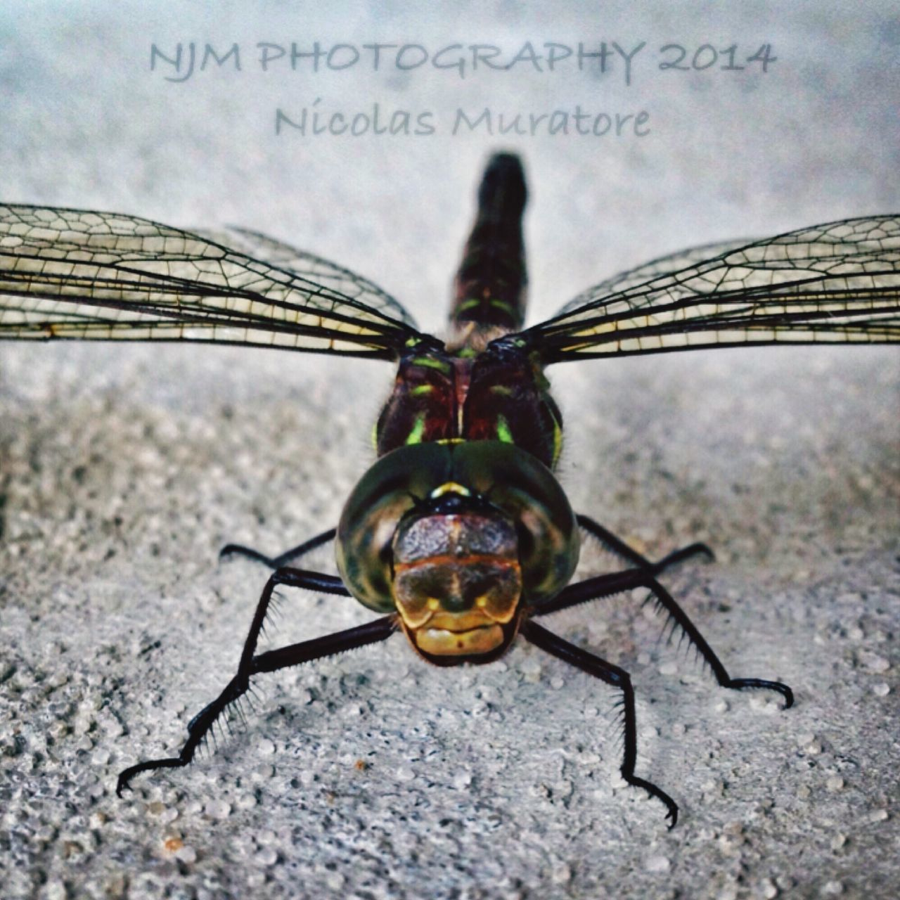 CLOSE-UP OF INSECT ON WALL