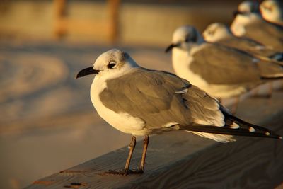 Close-up of seagull perching