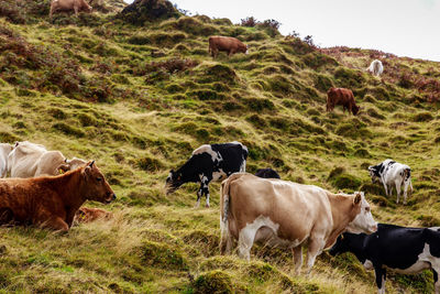 Cows on field